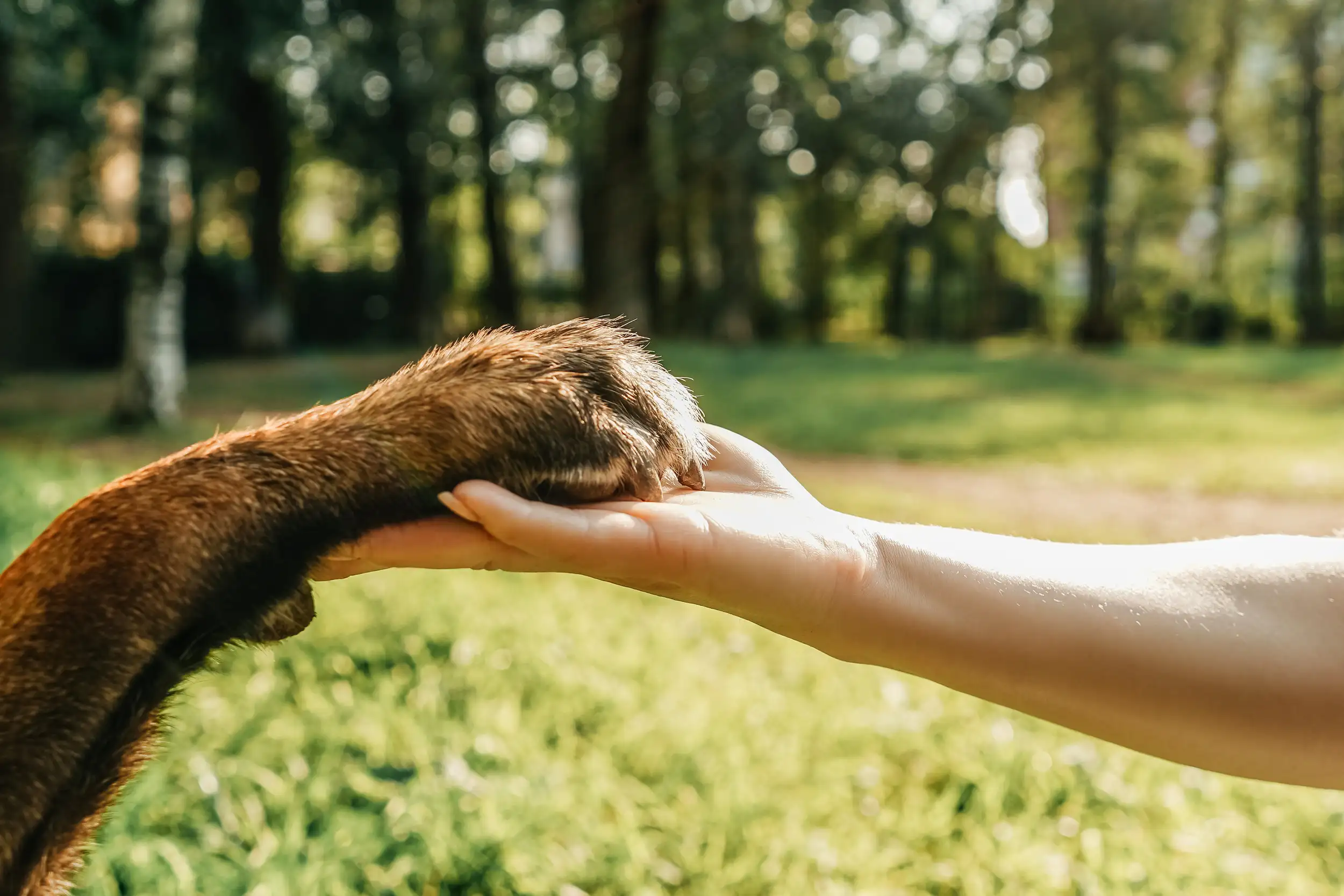 An image of a pet dog's hand and a human hand holding together.